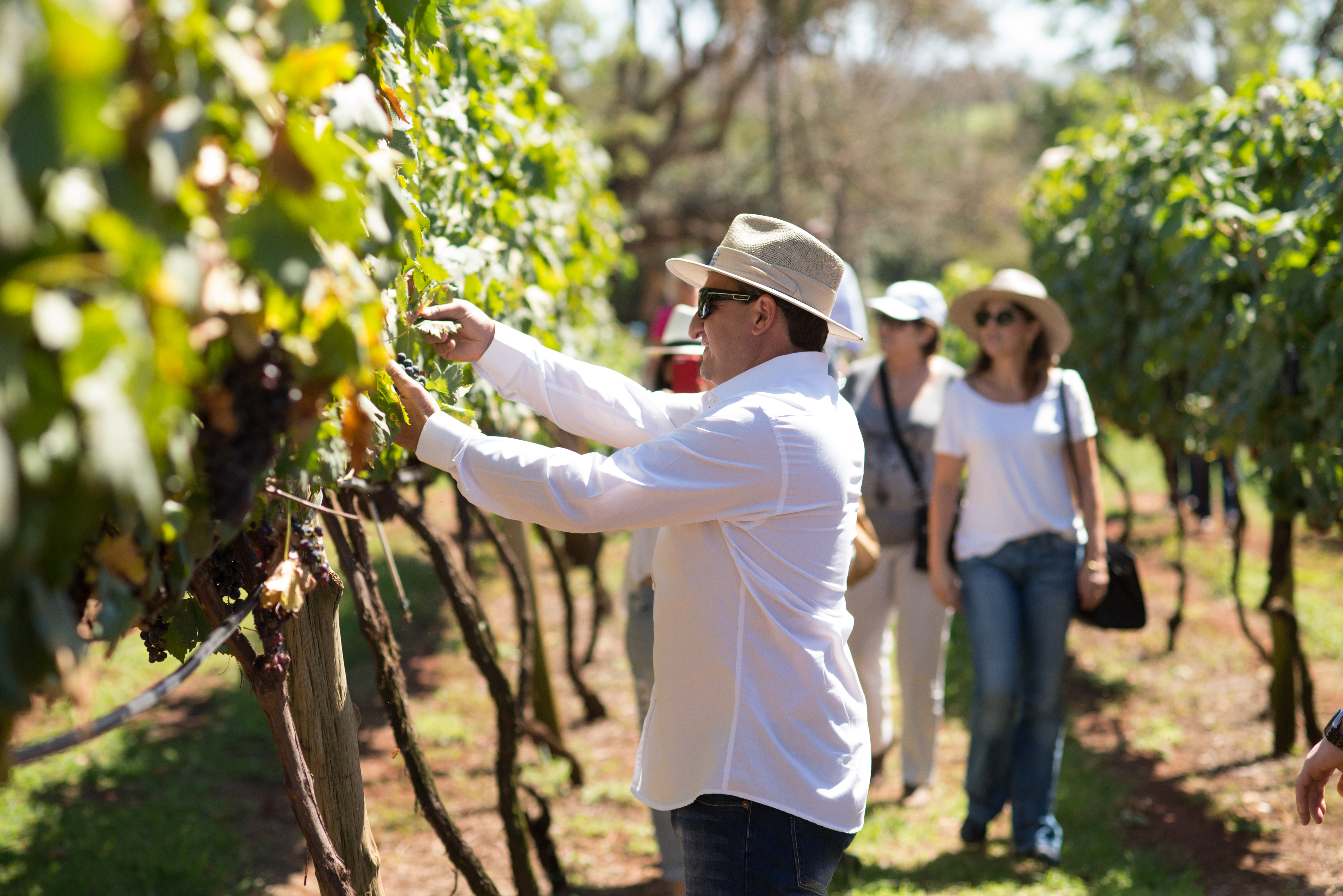 Visitas guiadas aos vinhedos e colheita das uvas 